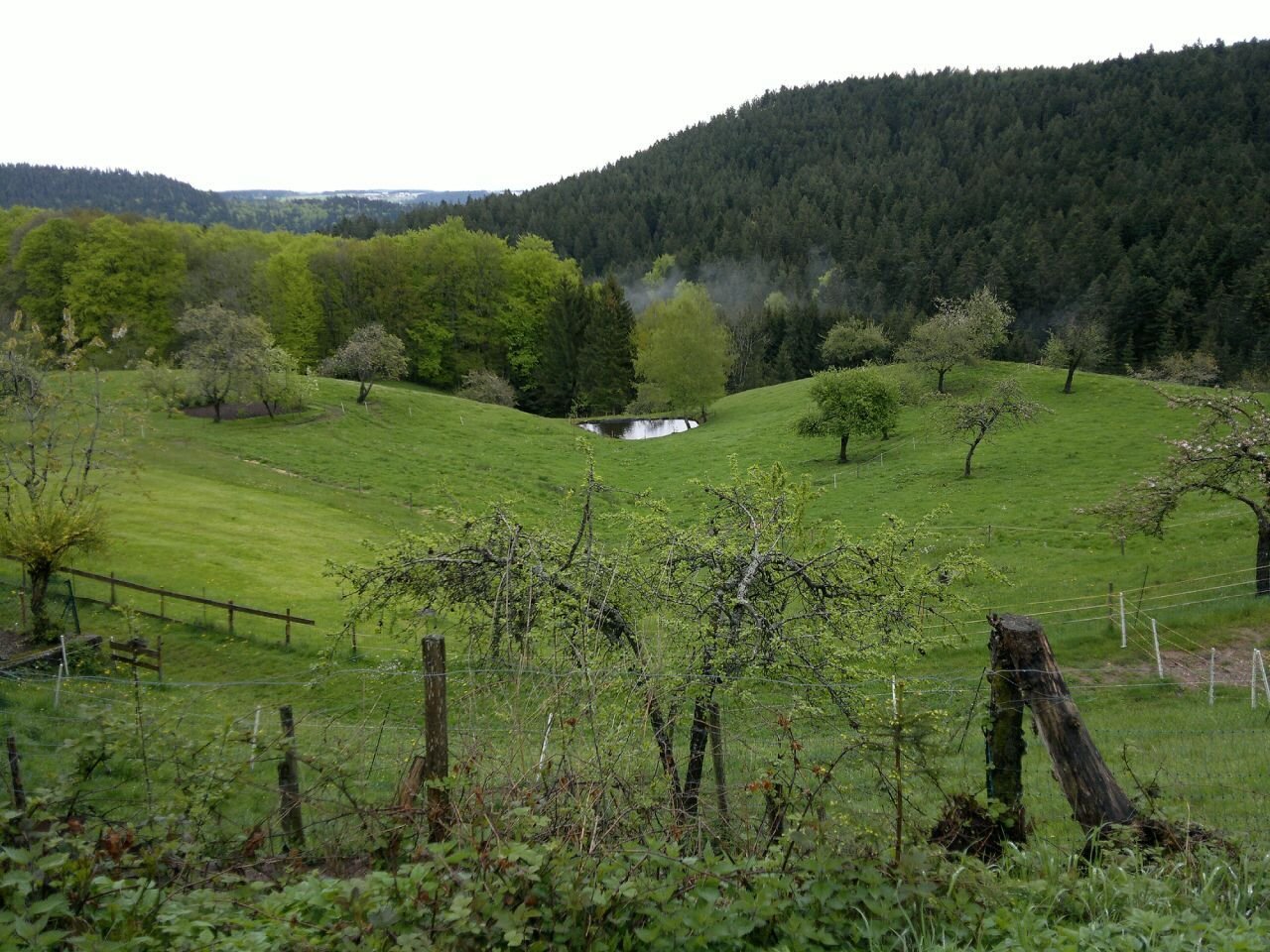 ENDLICH GENUG PLATZ FÜR IHREN HUND - IM EIGENEN HAUS MIT GARTEN!                        