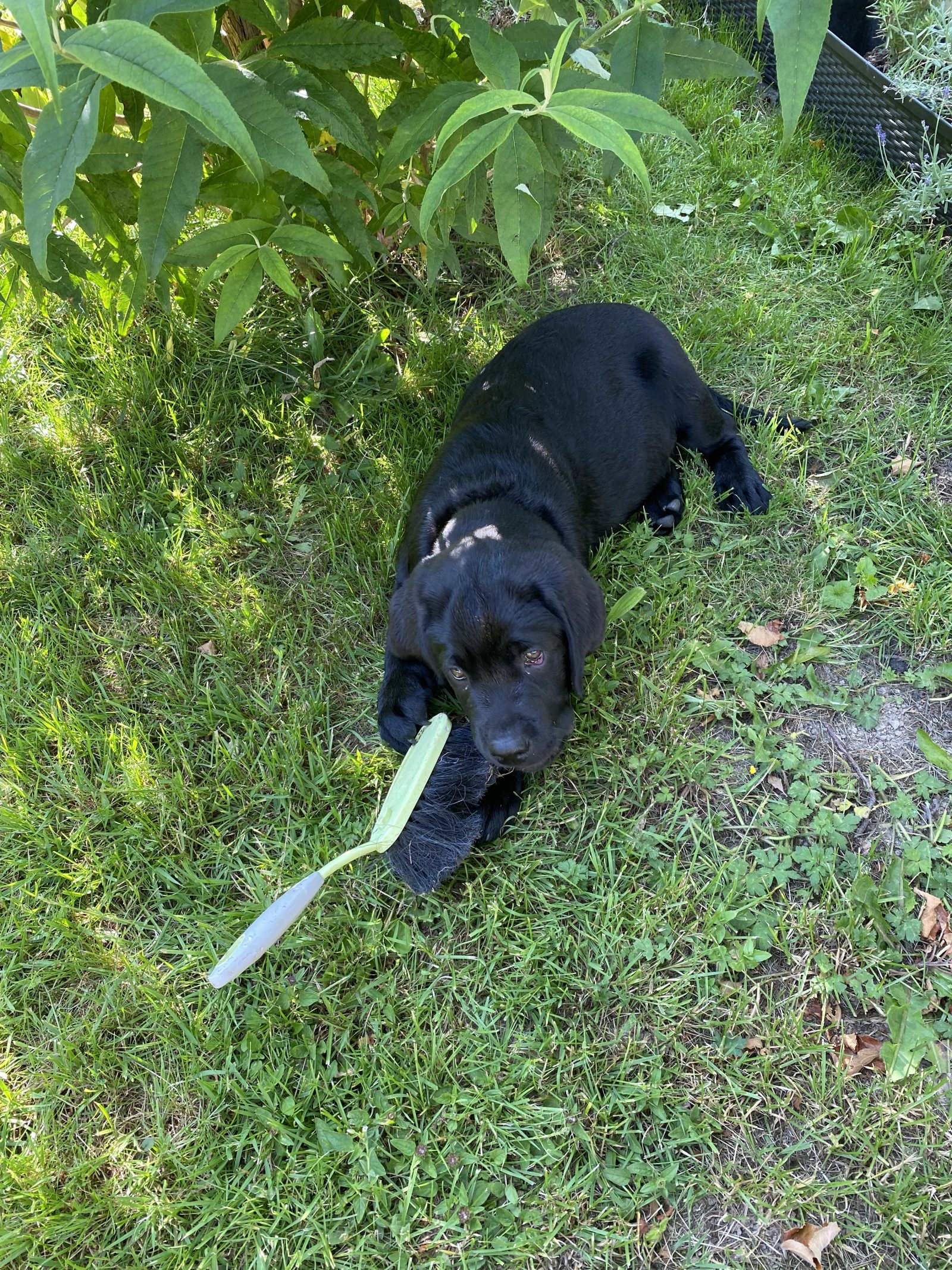 ENDLICH PLATZ FÜR IHREN FAMILIENHUND - IM NEUEN HAUS MIT GARTEN!