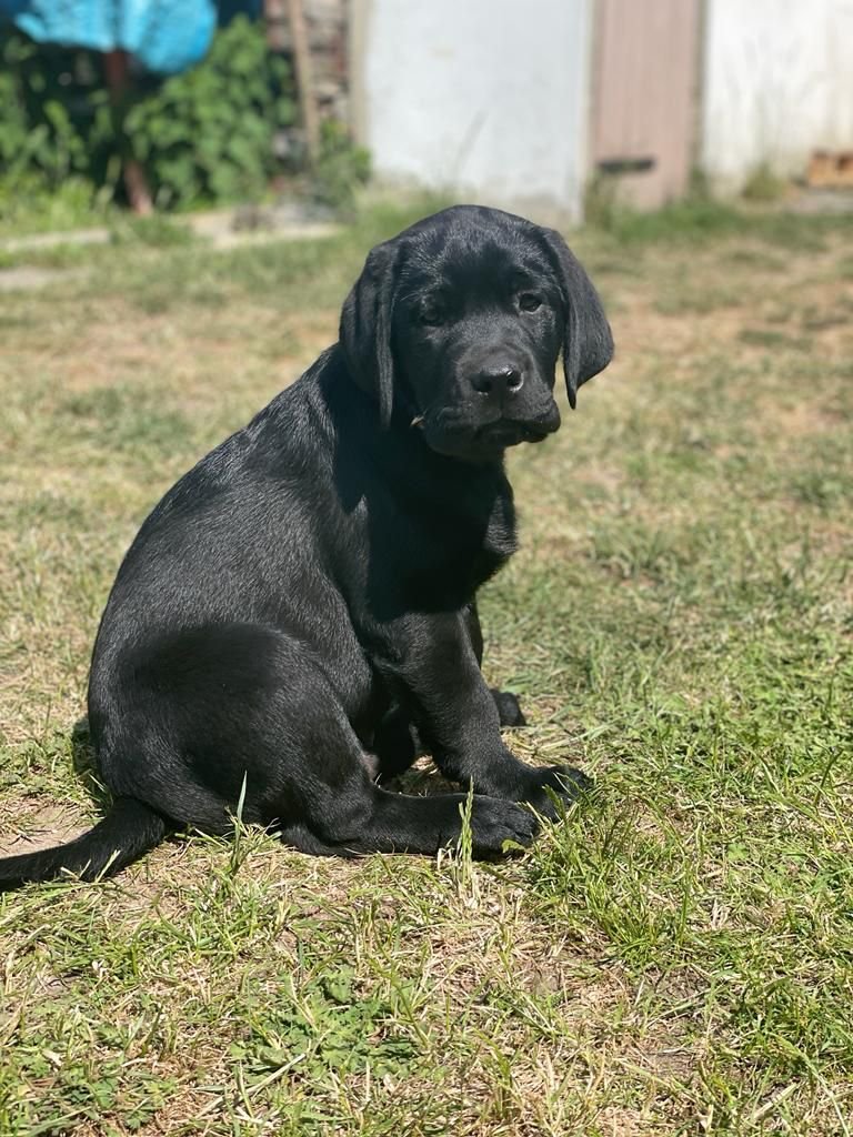 ERFÜLLEN SIE SICH IHRE TRÄUME: EIGENES HAUS + FAMILIE + HUND! TEL.: 01714863595