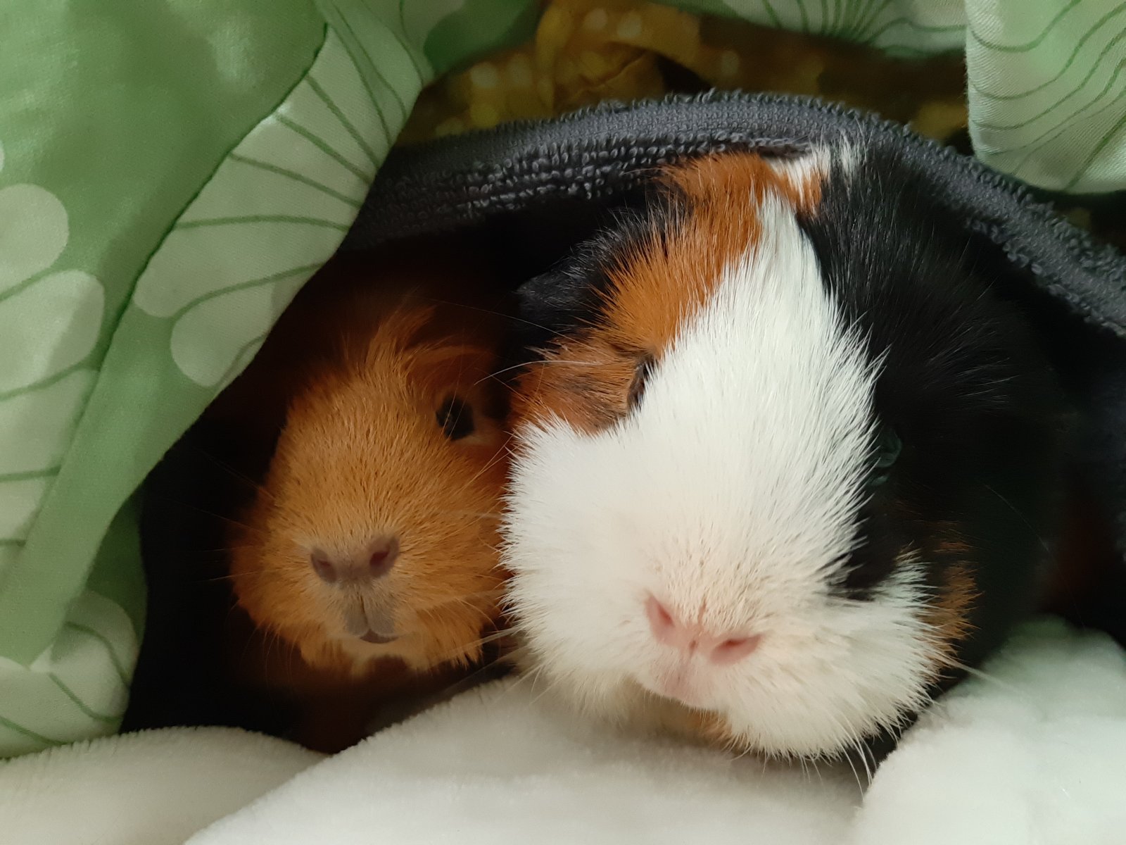 Limbach-Oberfrohna: IHR NEUER LIEBLINGSPLATZ ZUM KUSCHELN - IHR EIGENES HAUS! TELEFON 01714863595  