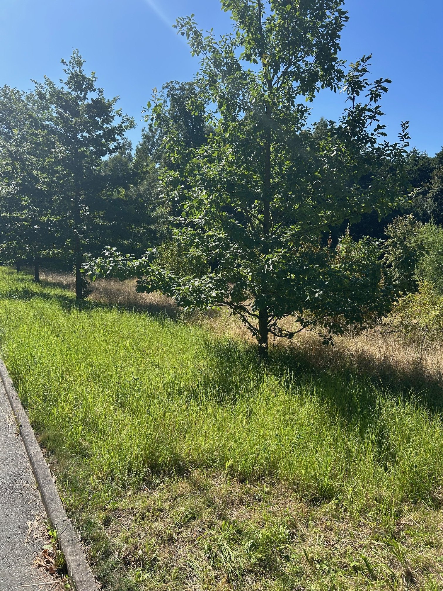 Entspannt in ruhiger grüner Umgebung wohnen