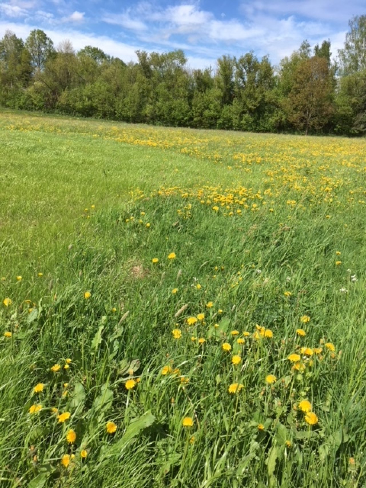 Grundstücksservice für Baufamilien