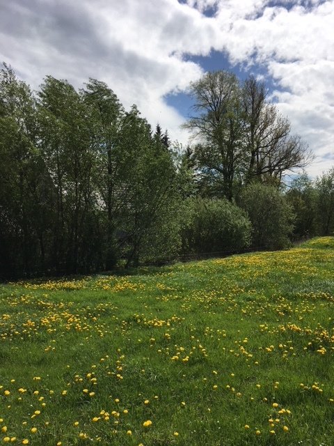 Grundstücksfindeservice für Baufamilien