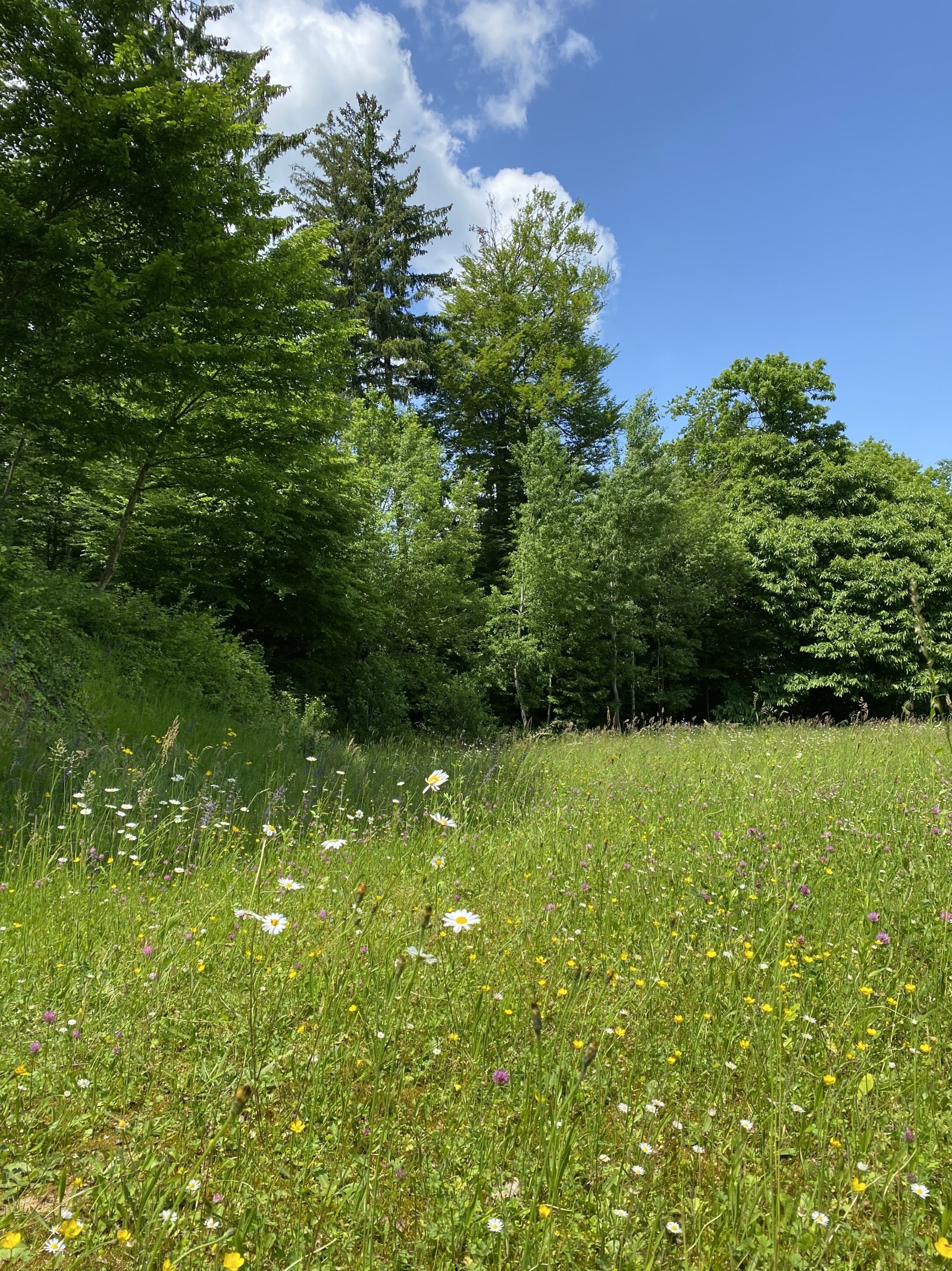 grüne Umgebung für Ihren Spaziergang mit Hund