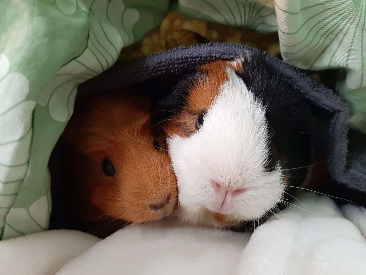  Ihr Lieblingsplatz zum Kuscheln - Ihr eigenes Haus