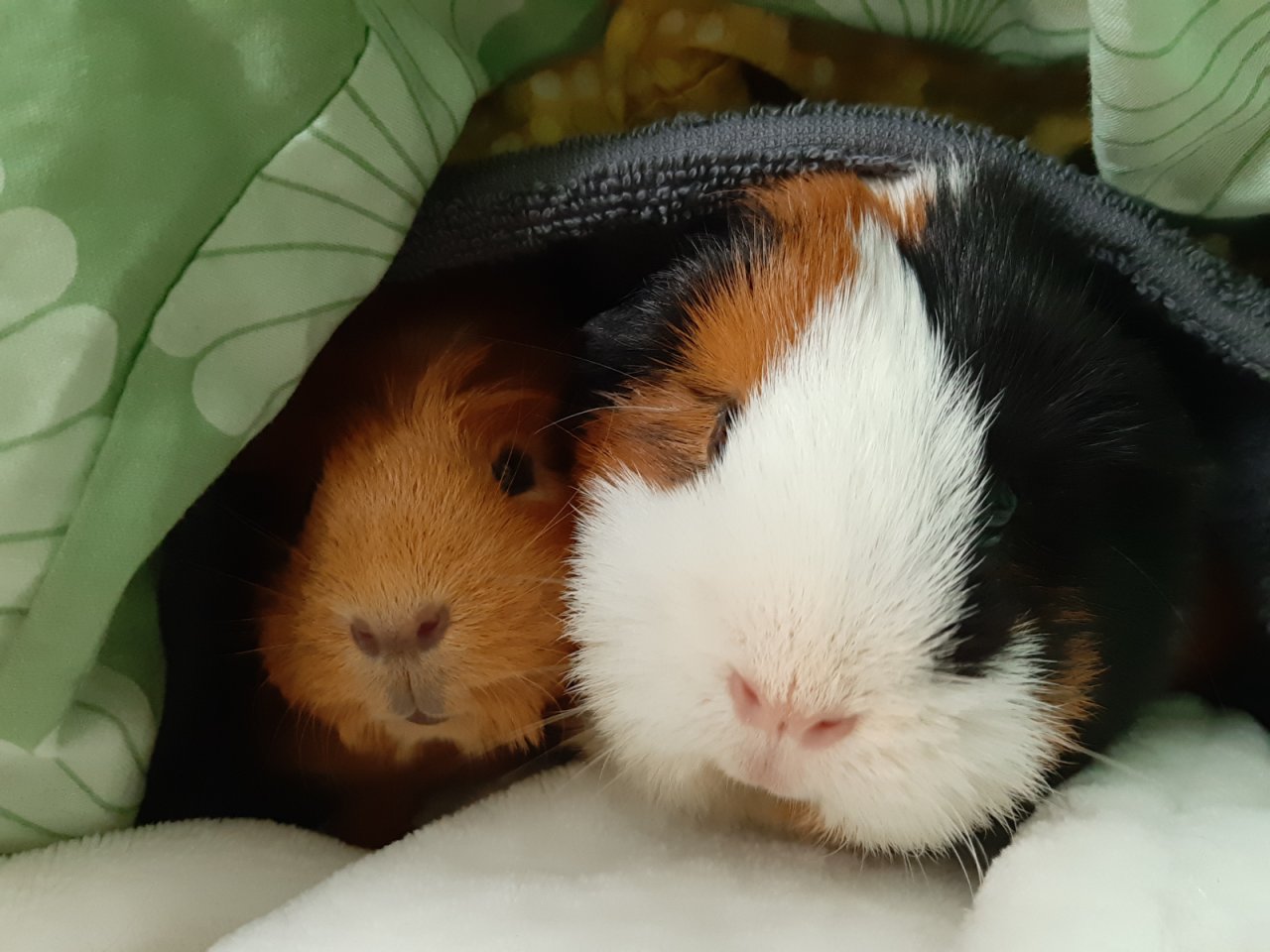 Lieblingsplatz zum Kuscheln
