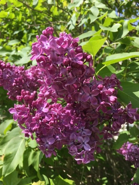 genießen Sie den Fliederduft im eigenen Garten