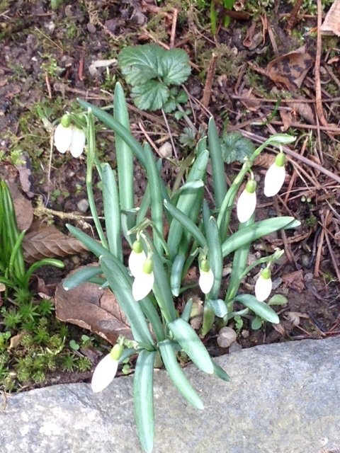 Frühlingsboten im eigenen Garten Frühlingsboten im eigenen Garten