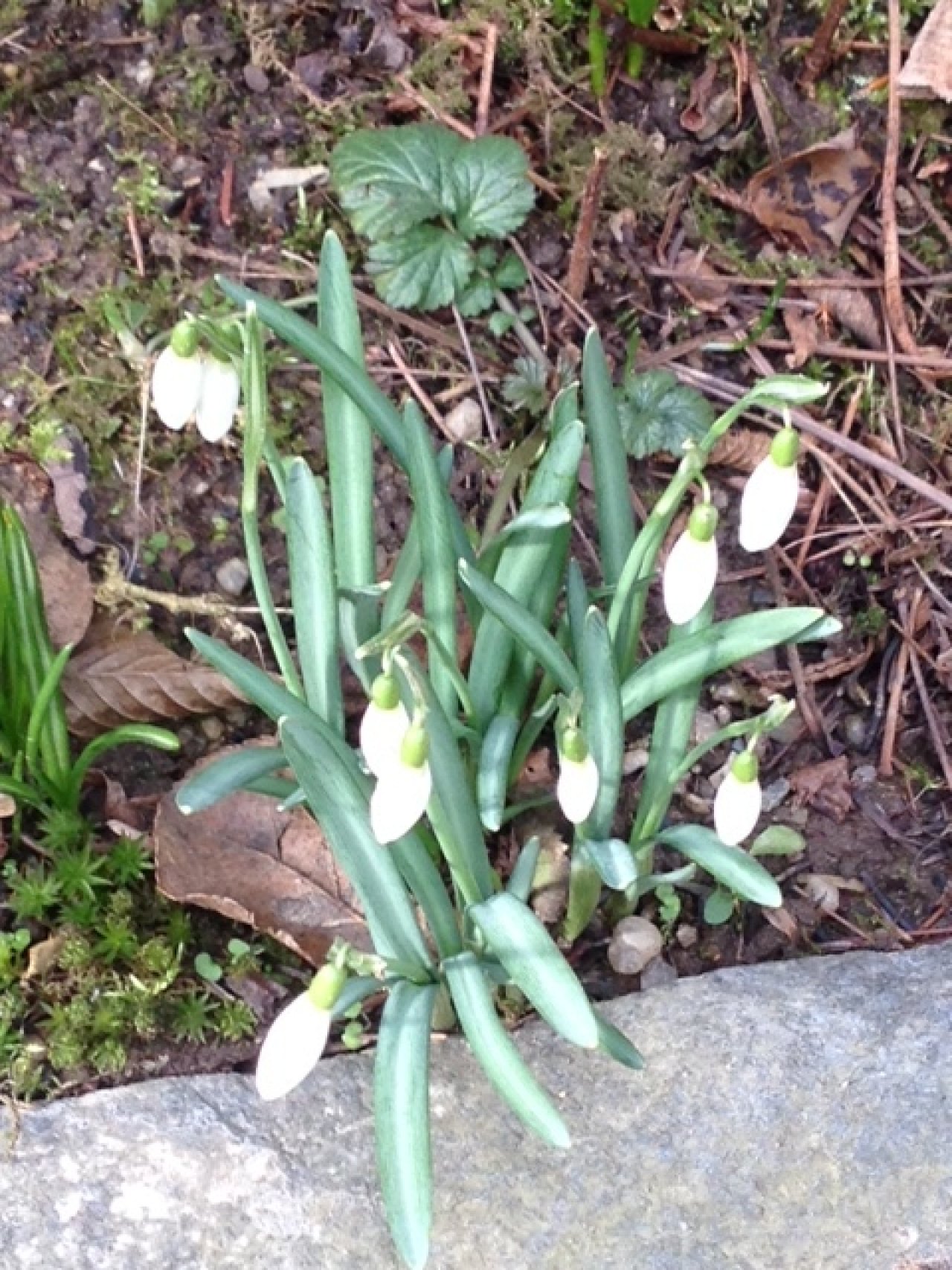 Frühlingsboten im eigenen Garten Frühlingsboten im eigenen Garten