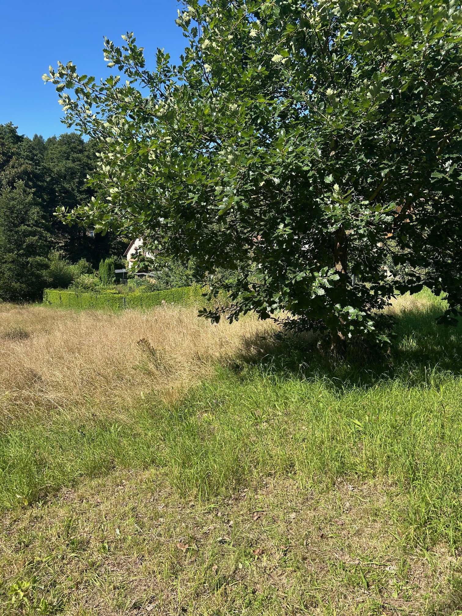 hier ist viel Platz zum Toben - für Kinder und Hund! hier ist viel Platz zum Toben - für Kinder und Hund!