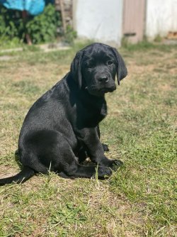 ...und endlich genug Platz für Ihren eigenen Hund! ...und endlich genug Platz für Ihren eigenen Hund!