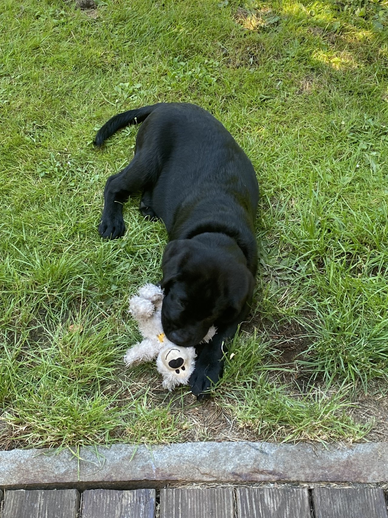 Endlich bekommen Ihre Kinder einen Hund!