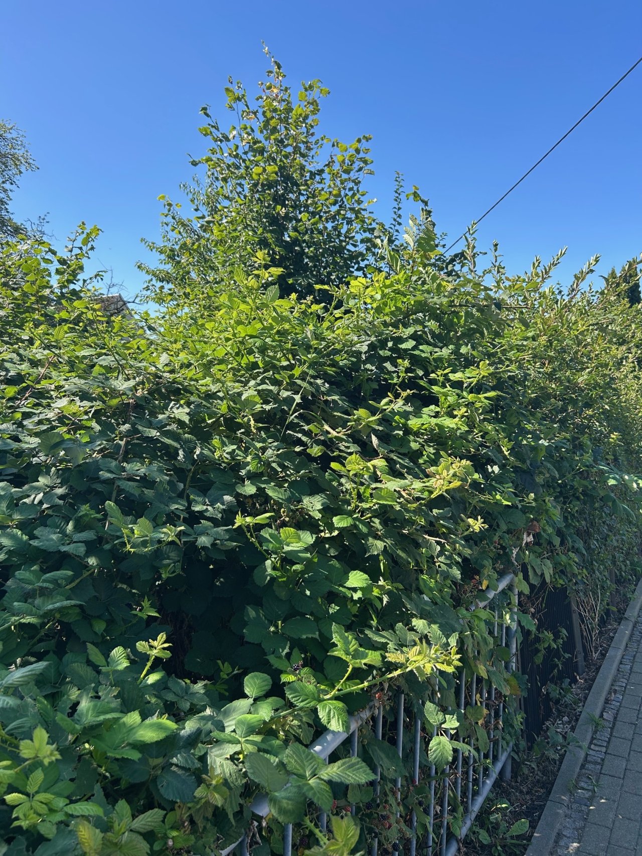 Hier kann ein wunderschöner Garten entstehen! Hier kann ein wunderschöner Garten entstehen!
