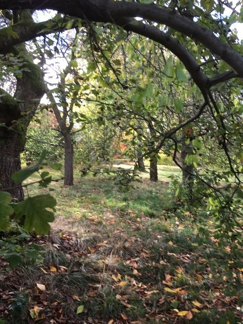 Der Baum fürs Baumhaus steht schon da! Der Baum fürs Baumhaus steht schon da!