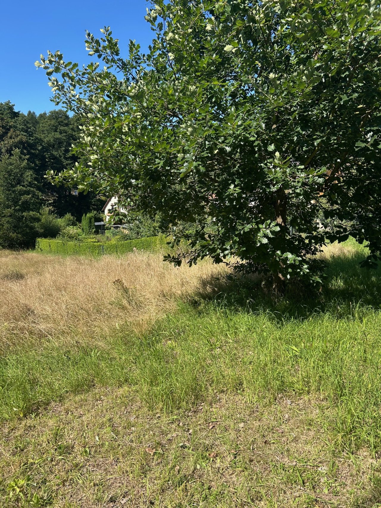 hier ist viel Platz zum Toben - für Kinder und Hund!
